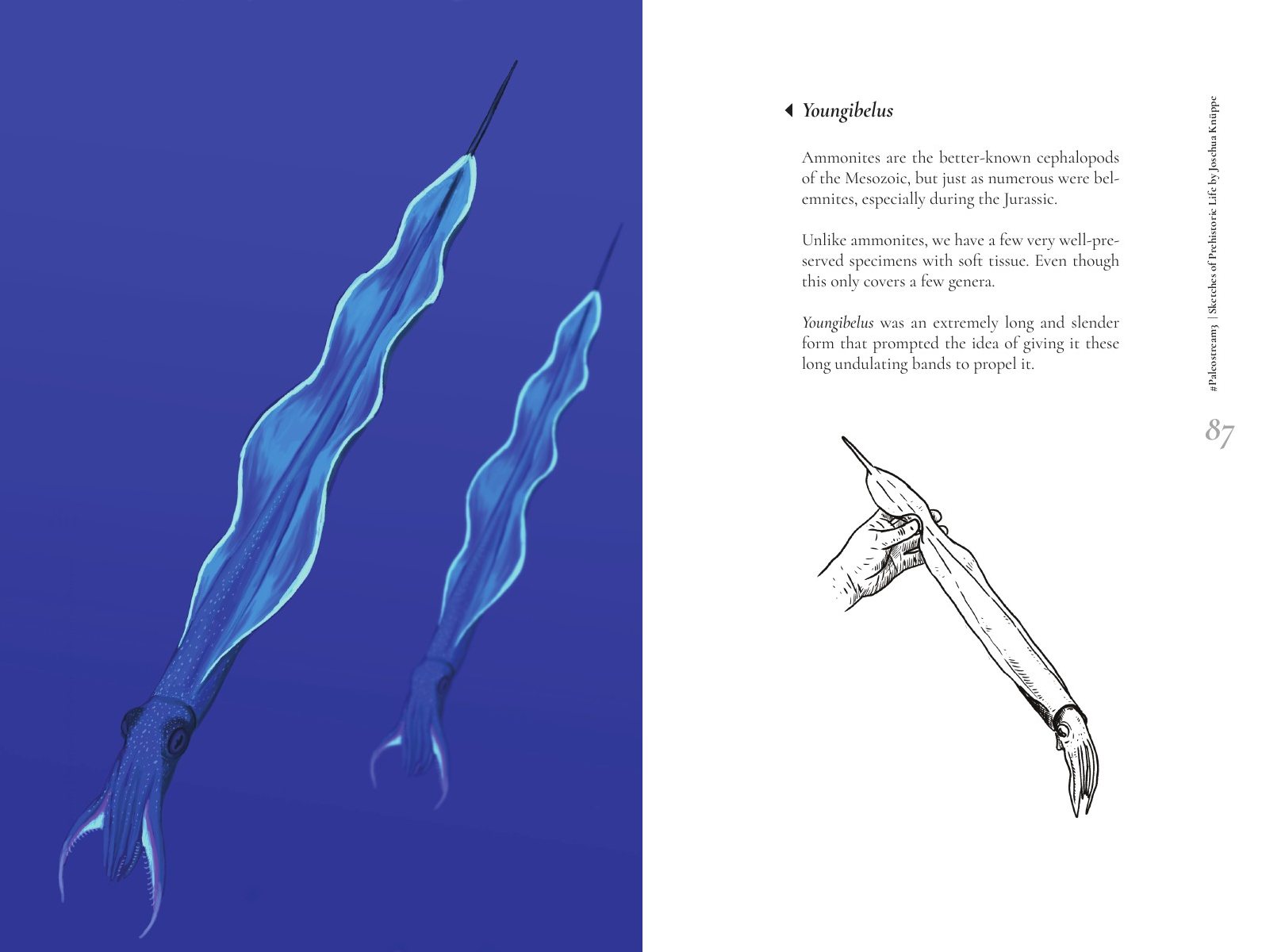 Feature spread on the belemnite Youngibelus, with an ink drawing